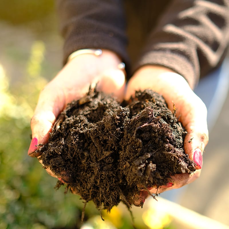 Hands holding dark well-rotted farmyard manure