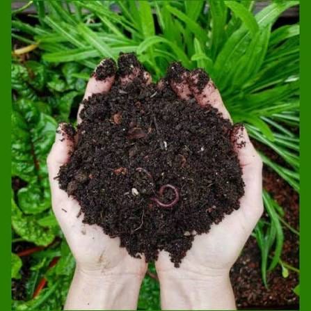 Hands holding dark vermicompost against green foliage